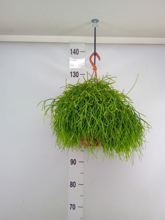 <h4>Rhipsalis baccifera 'Oasis'</h4>