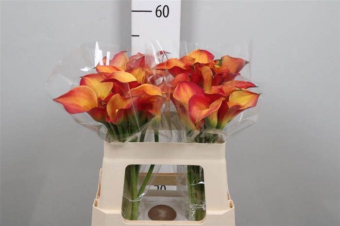 <h4>Zant Morning Sun</h4>