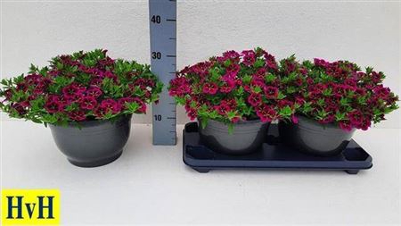 <h4>Calibrachoa Cabaret Good Night Kiss</h4>
