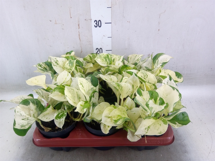 <h4>Epipremnum pinn. 'Happy Leaf'</h4>