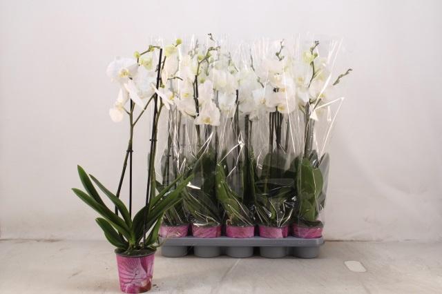 <h4>PHAL OV WIT</h4>