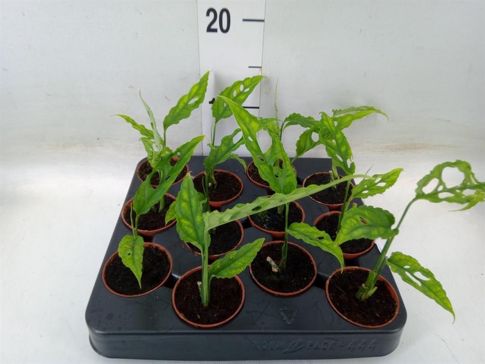 <h4>Monstera ...</h4>