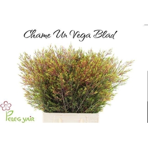 CHAME UN VEGA BLAD