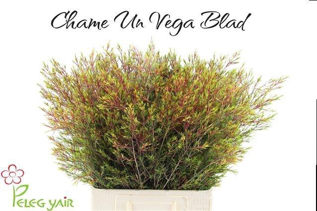 <h4>CHAME UN VEGA BLAD</h4>
