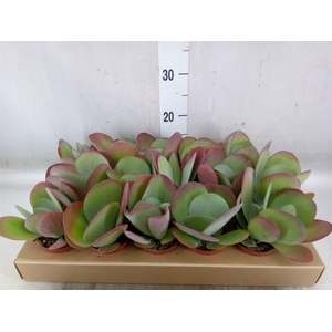 Kalanchoe NF thyrsiflora