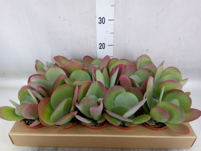 <h4>Kalanchoe NF thyrsiflora</h4>