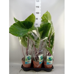 Alocasia   ...