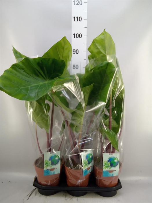 <h4>Alocasia ...</h4>