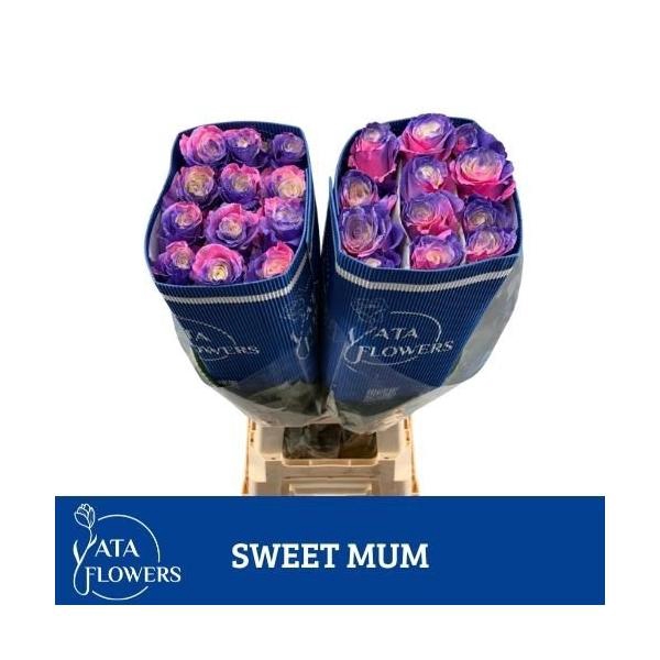 <h4>R Gr Klb H% Sweet Mum</h4>