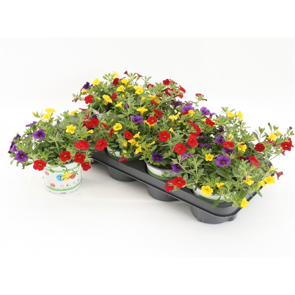 <h4>Calibrachoa Trixi Bolero</h4>