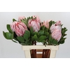 Protea Cynaroides