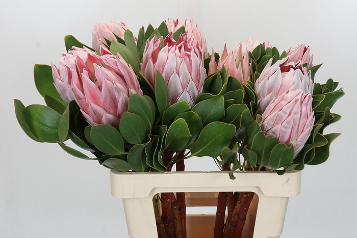 Protea Cynaroides