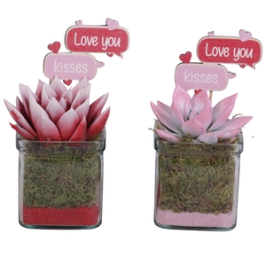 Valentine Arr. Succulent Glass Accuglas Square Ø08cm 1PP