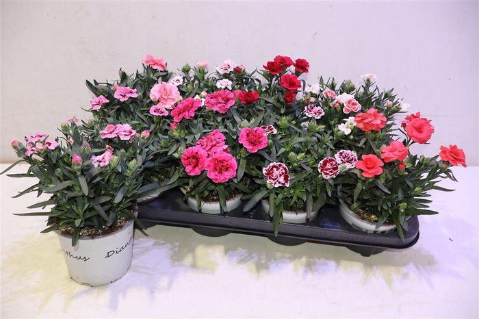 <h4>arr8 Dian Gemengd</h4>