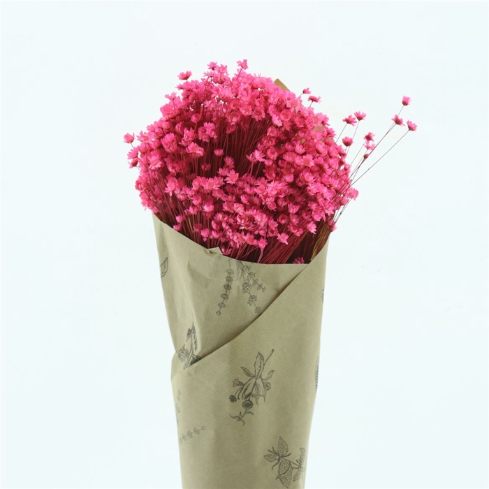 <h4>DRIED FLOWERS - GLIXIA PINK</h4>