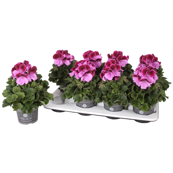 <h4>Pelg. Don Romiro 12cm</h4>