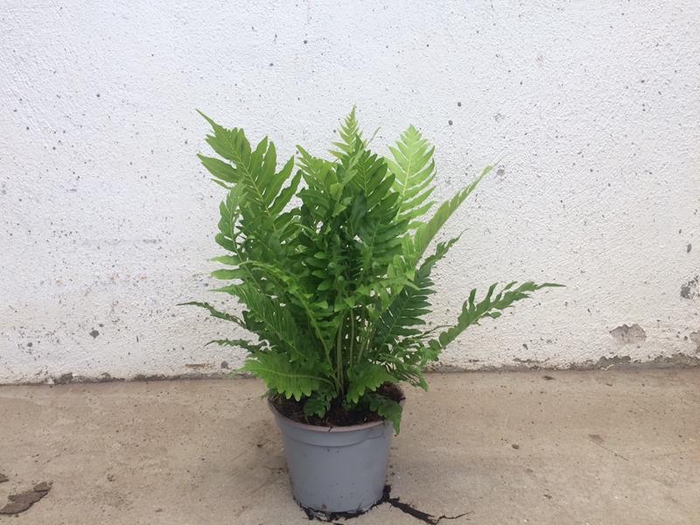 <h4>BLECHNUM GIBBUM P12</h4>