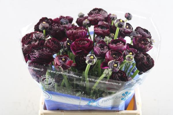 <h4>Ran Su Nerone</h4>