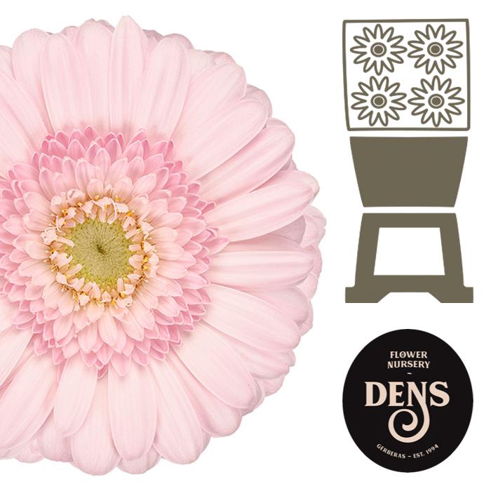 <h4>Germini Bridal Kimsey Diamond</h4>