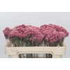 Ozothamnus Booming Pink