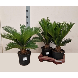 CYCAS REVOLUTA