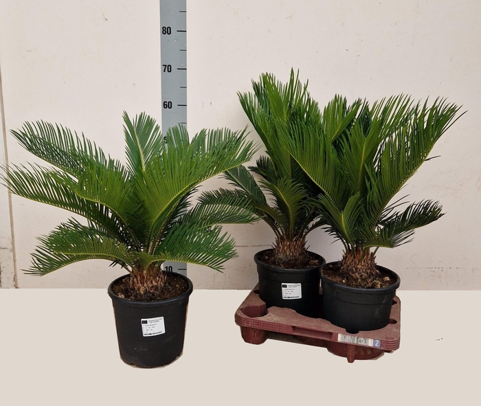 <h4>CYCAS REVOLUTA</h4>