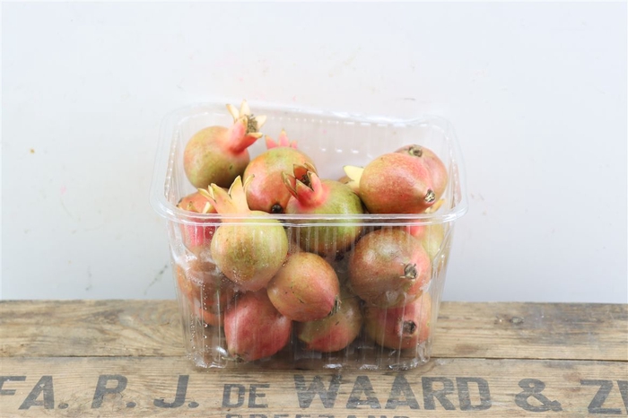<h4>Sier Granaatappel Red Green Mix X20 P Box</h4>