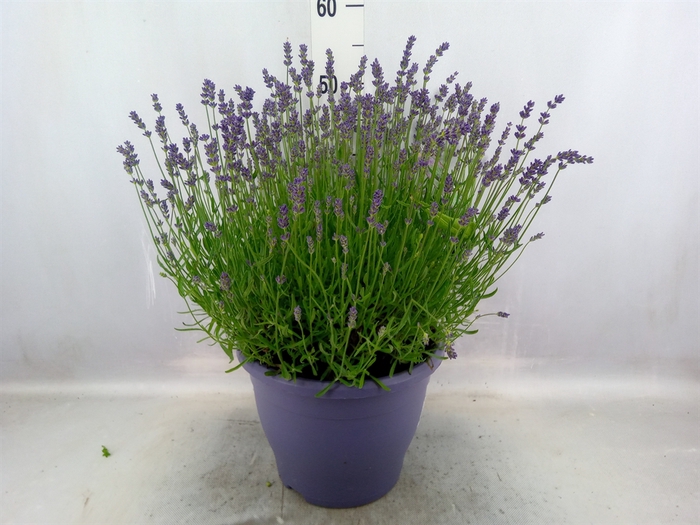 <h4>Lavandula angus. 'Essence Pure'</h4>