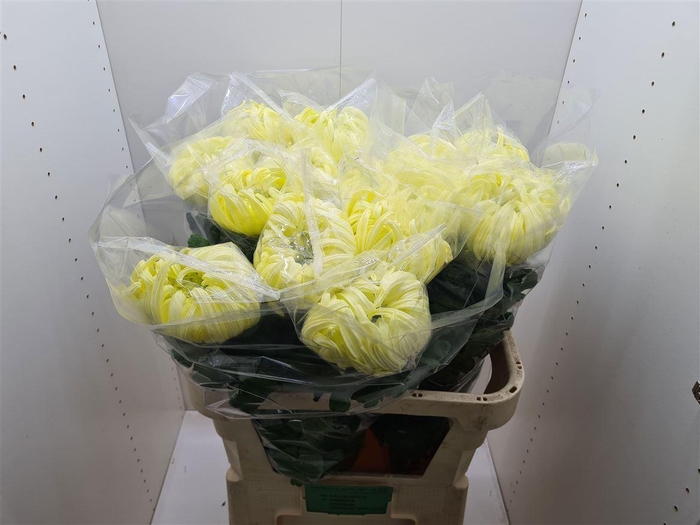 <h4>Chr G Vienna Yellow</h4>