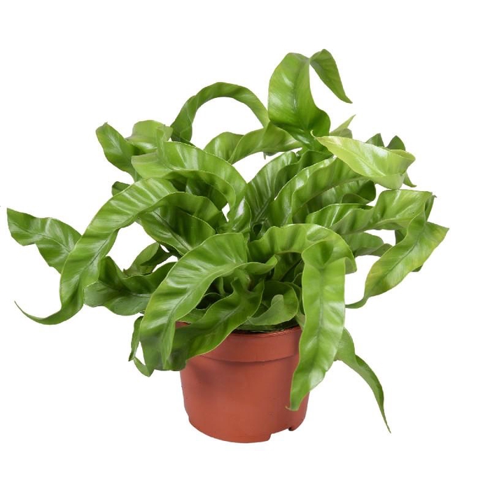 <h4>Asplenium antiquum Hurricane</h4>