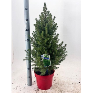 !! PROMO !! PICEA GL DECEMBER P23 80CM