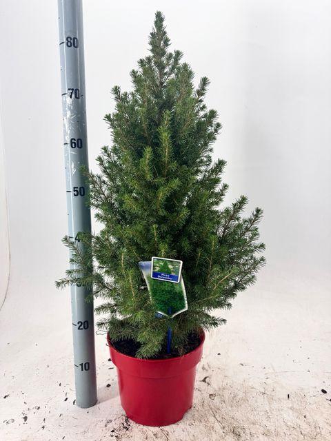 <h4>!! PROMO !! PICEA GL DECEMBER P23 80CM</h4>