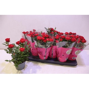 Ro Red Star