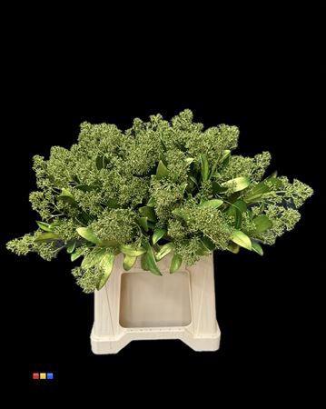 Skimmia Metallic Olive Green