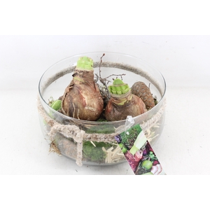 arr4 Amaryllis MB - Glas schaal rope L x2