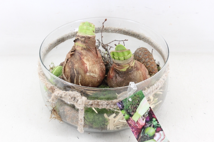 <h4>arr4 Amaryllis MB - Glas schaal rope L x2</h4>