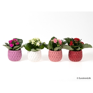 KALANCHOE BLOSSF p6 E 3091