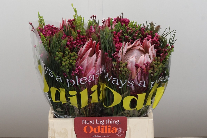 <h4>BQ Wildflower Cynaroides</h4>