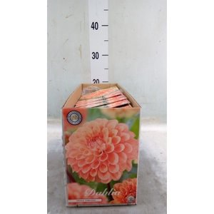 Dahlia   ...flowerbulbs