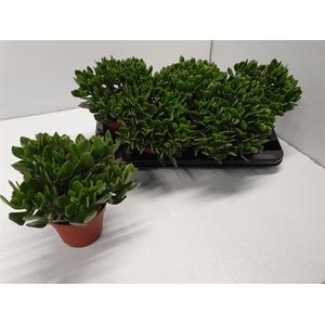 Crassula ovata Sunset 13Ø 23cm