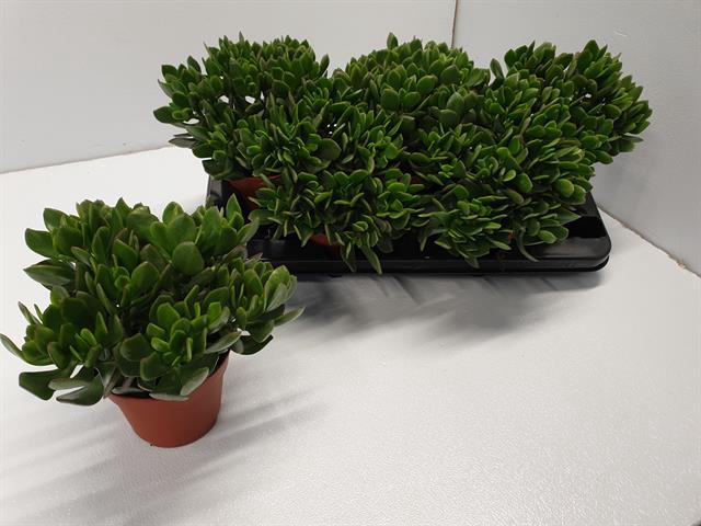 Crassula ovata Sunset 13Ø 23cm