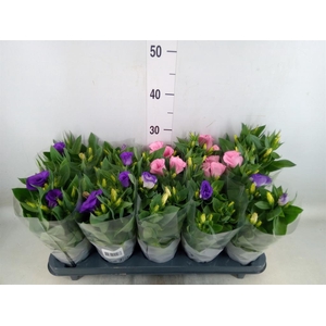 Eustoma russ. DU 'Bolero'   ...mix