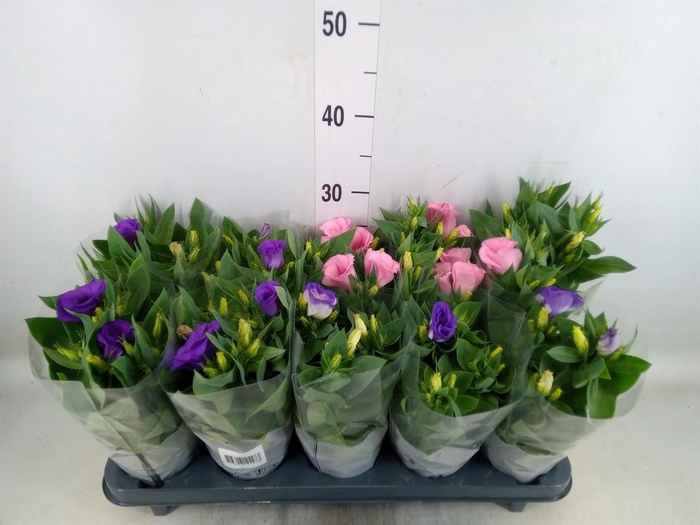 <h4>Eustoma russ. DU 'Bolero'   ...mix</h4>