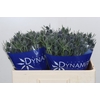 Eryngium Blue Dynamite