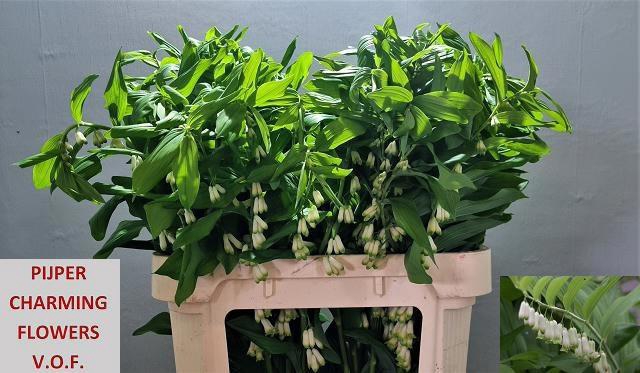 <h4>POLYGONATUM MULTIFLO</h4>