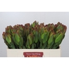 Leucadendron Laurel Yellow