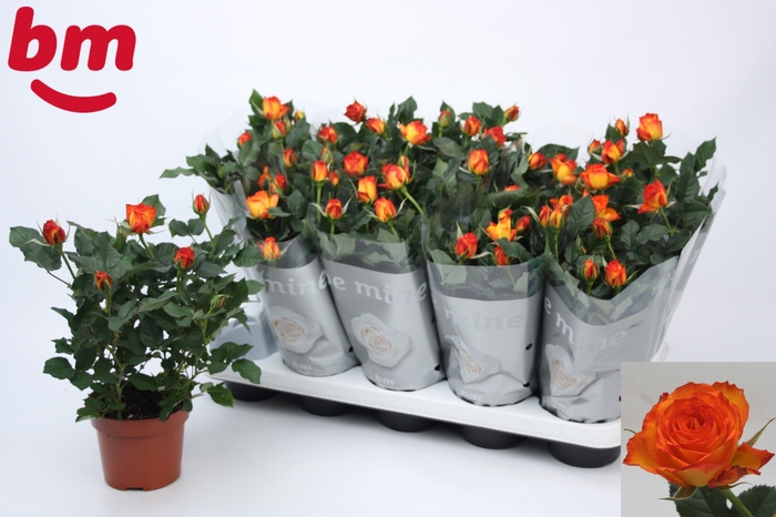 <h4>RO ESTORIL B MONDE</h4>