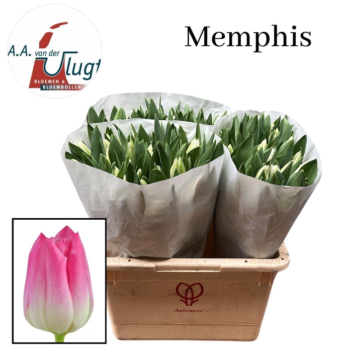 <h4>TU EN MEMPHIS</h4>