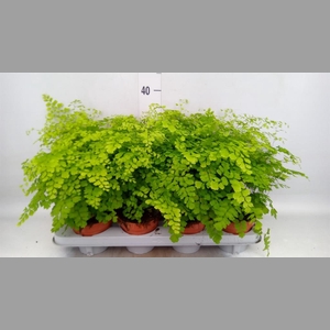 Adiantum raddi. 'Fragrans'