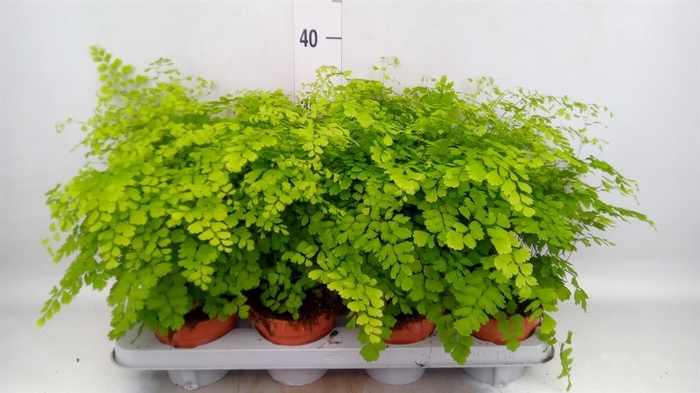 <h4>Adiantum raddi. 'Fragrans'</h4>